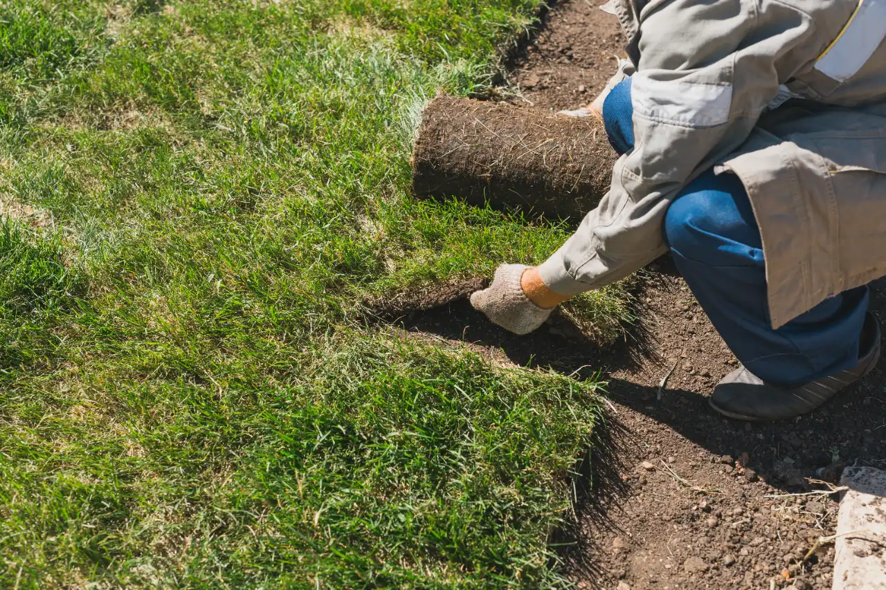 Fresh sod installation in Connecticut